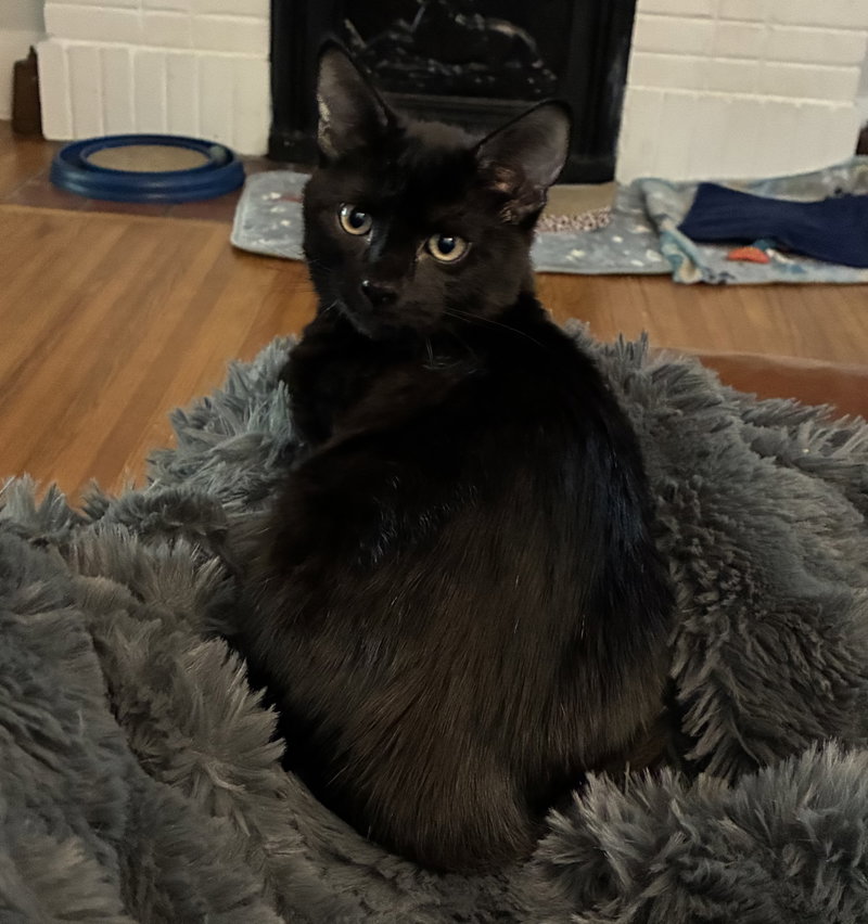 G. Snitch, a male kitten up for adoption