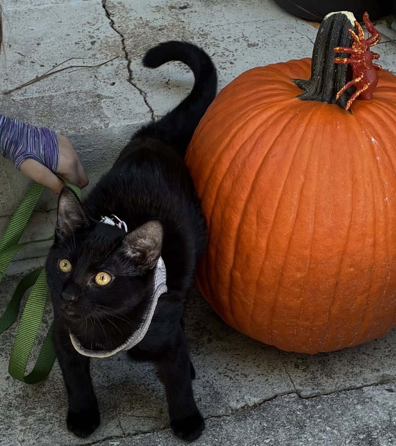 Pistol, a male kitten up for adoption