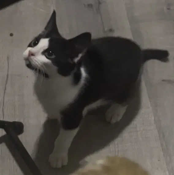 Moo - Domestic Short Hair