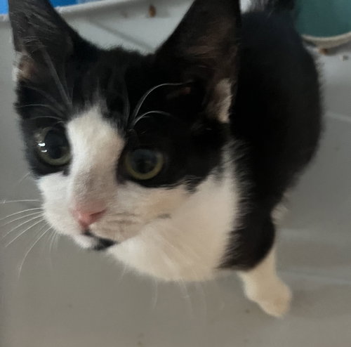 Moo, an adoptable Domestic Short Hair / Domestic Short Hair / Mixed (short coat)