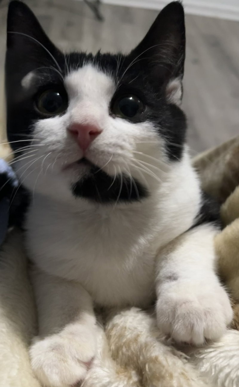 Moo, a male kitten up for adoption