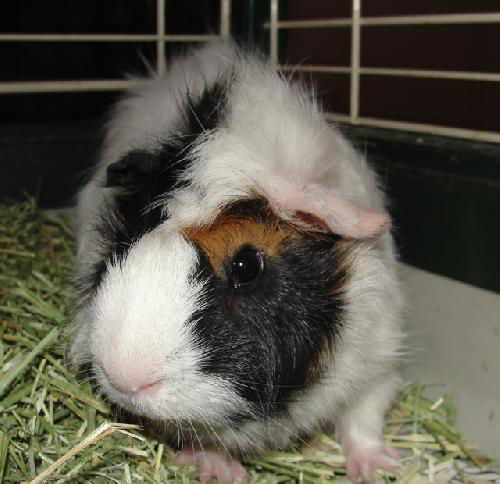 Prince Pig