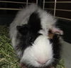 Prince Pig