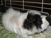 Prince Pig