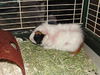 Prince Pig