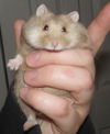 Greenwood hammy