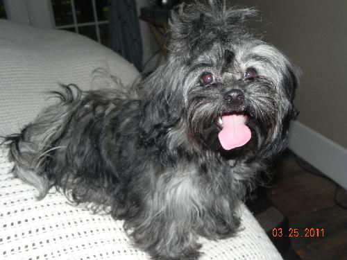 Pookie