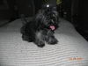 Pookie