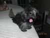 Pookie
