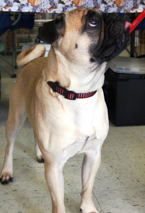 Pugsley