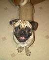 Pugsley