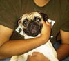 Pugsley