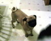 Pugsley