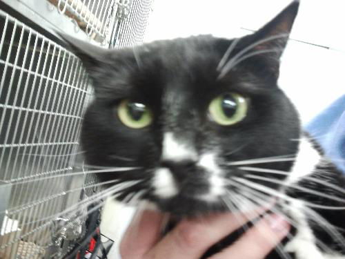 Precious (CL) (DECLAWED)