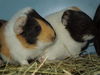 Popcorn (Bonded Pair)