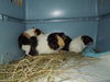 Popcorn (Bonded Pair)