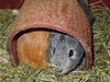 Spud (Bonded Pair)