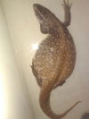 Puff the Magic Dragon