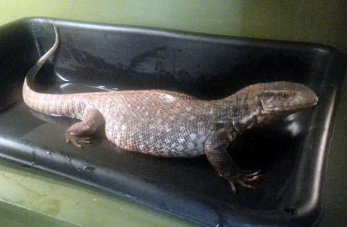 Puff the Magic Dragon
