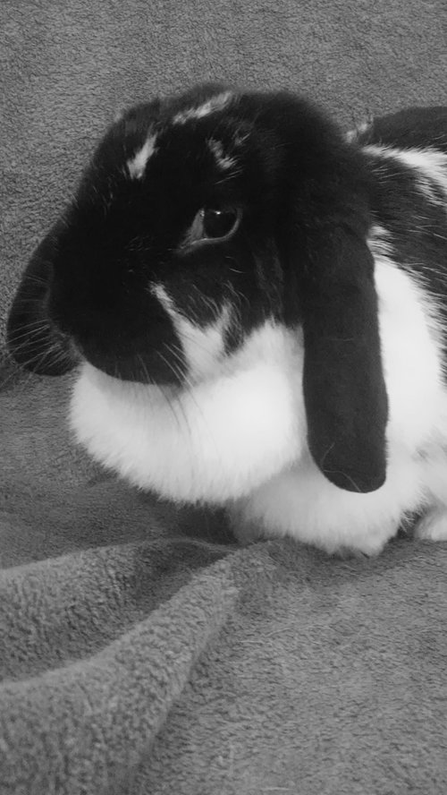 Poppie