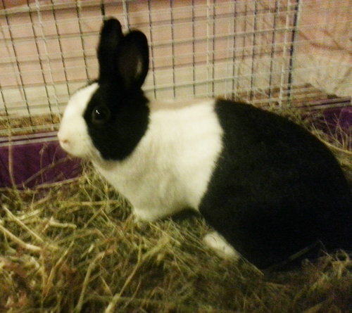 Nugget