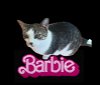 adoptable Cat in houston, TX named Barbie #New-Years-Day-kitty