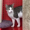 adoptable Cat in houston, TX named Barbie #New-Years-Day-kitty