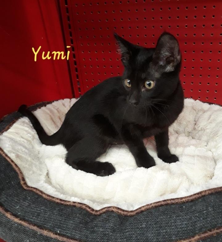 adoptable Cat in Sugar Land, TX named Yumi