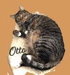 adoptable Cat in  named Otto #mitted-tabby