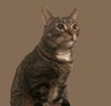 Otto #mitted-tabby - Photo 2