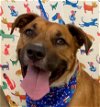 adoptable Dog in houston, TX named Buster #bundle-of-love