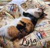 Lyra #precious-purr-baby - Photo 1