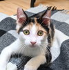 Lyra #precious-purr-baby - Photo 2