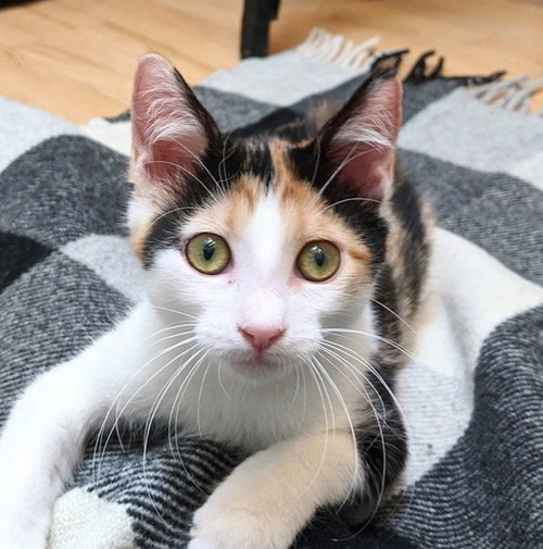 LYRA #PRECIOUS-PURR-BABY - Calico / Domestic Short Hair available for adoption