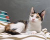 Lyra #precious-purr-baby - Photo 3