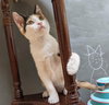 Lyra #precious-purr-baby - Photo 4