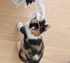 Lyra #precious-purr-baby - Photo 7