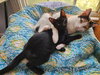 Lyra #precious-purr-baby - Photo 8