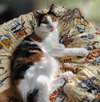 Lyra #precious-purr-baby - Photo 6