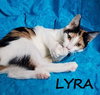Lyra #precious-purr-baby - Photo 5