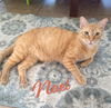 adoptable Cat in  named Noel #lap-kitty-bed-buddy