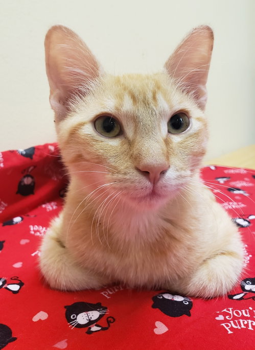 Photo 6 of Noel #lap-kitty-bed-buddy