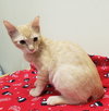 Noel #lap-kitty-bed-buddy - Photo 3