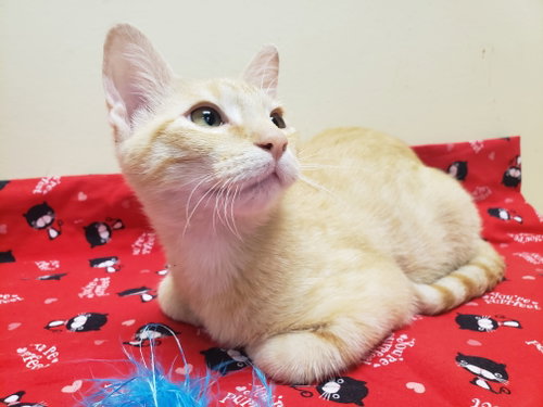 Noel #lap-kitty-bed-buddy photo 7