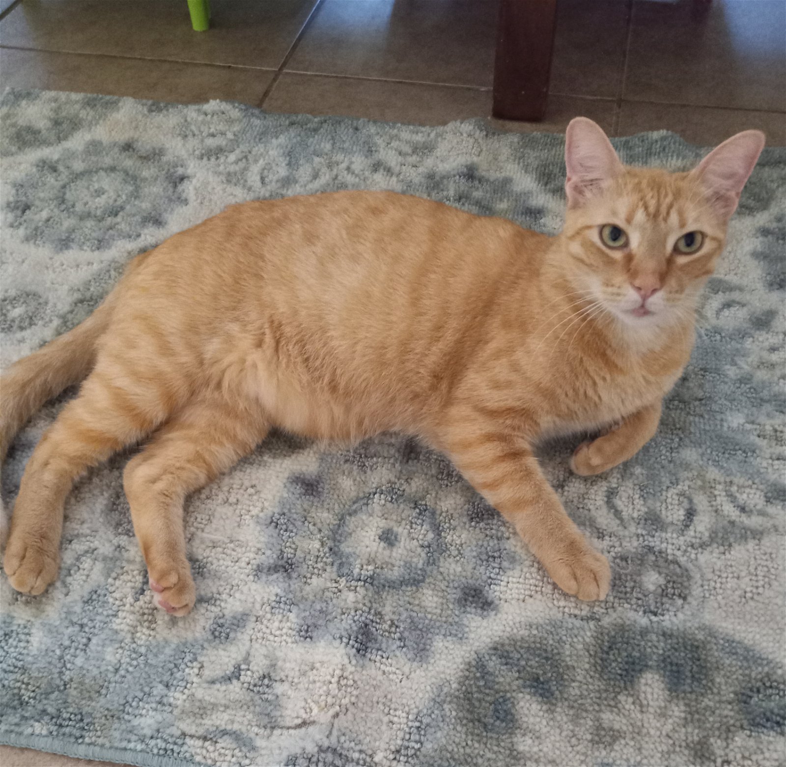 adoptable Cat in Houston, TX named (Mr.) Noel #lap-kitty-bed-buddy