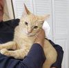 Noel #lap-kitty-bed-buddy - Photo 4