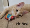 Noel #lap-kitty-bed-buddy - Photo 2