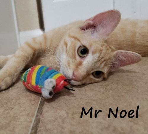 NOEL #LAP-KITTY-BED-BUDDY - Tabby / Domestic Short Hair available for adoption