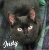 adoptable Cat in  named Indy #copper-penny-eyes