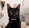 Indy #copper-penny-eyes - Photo 4
